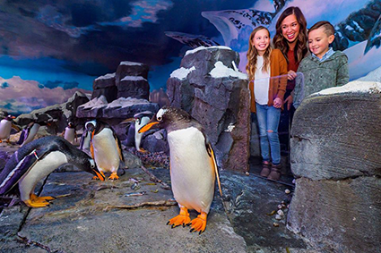 Johnny Morris' Penguin Encounter