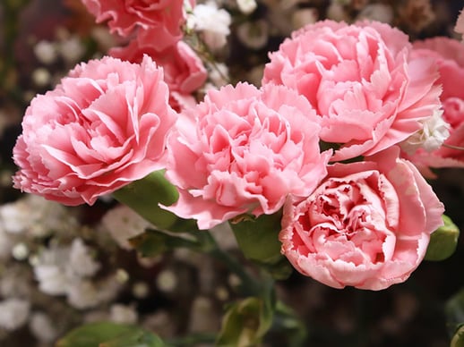 shutterstock_Carnations.Houseof417